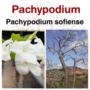 Pachypodium sofiense - Planta Imagem Pachypodium sofiense - Planta
