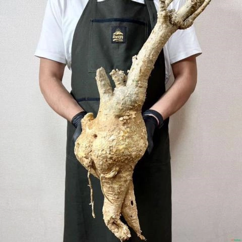 Fockea multiflora - Planta Imagem Fockea multiflora - Planta