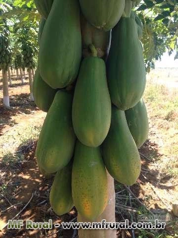 Mamao Formosa tipo exportacao Imagem Mamao Formosa tipo exportacao