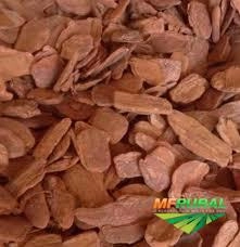 Casca de pinus Imagem Casca de pinus