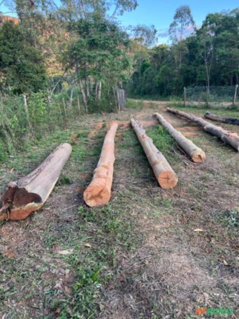 Eucalipto vermelho serrado Imagem Eucalipto vermelho serrado