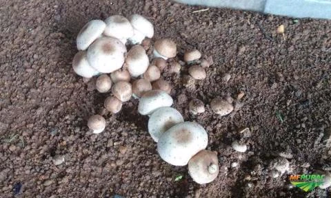 Cogumelo Agaricus blazei/brasiliensis