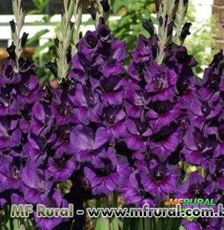 Gladíolos Purple Flora (Púrpura) - cartela com 6 bulbos