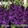 Gladíolos Purple Flora (Púrpura) - cartela com 6 bulbos
