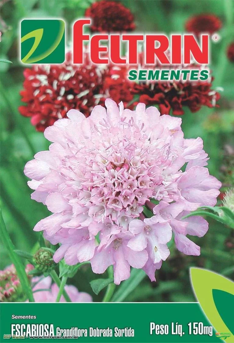 Sementes de Escabiosa Grandiflora Dobrada Sortida 150mg - Feltrin Linha Flores