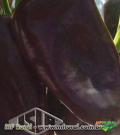 Sementes importadas de Pimenta Hot Chocolate Híbrida Envelope com 50 Sementes - Isla Pro