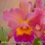 Muda de Orquídea Blc Chia Lin New City x Blc Goldenzelle Nicole 8230-1