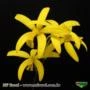 Muda de Orquídea C Leopoldi x C Schilleriana x L flava x Sls Jewel Box 8145-1