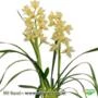 Muda de Orquídea Cymbidium Earlisue Paddy 18145-1