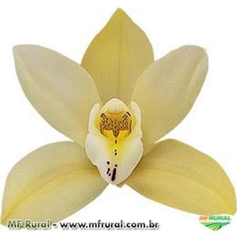 Muda de Orquídea Cymbidium Earlisue Paddy 18145-1