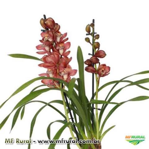 Muda de Orquídea Cymbidium Red Beauty Roy 8529-1