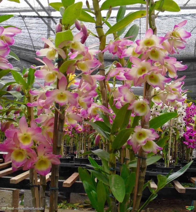 Muda de Orquídea Dendrobium Nobile 28 - DD28PA