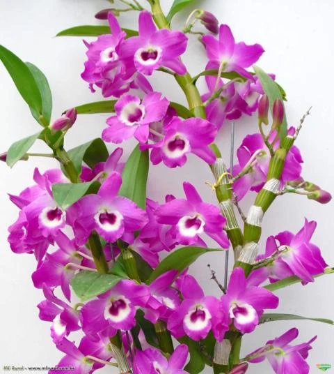 Muda de Orquídea Dendrobium Nobile 70 - DD70PA