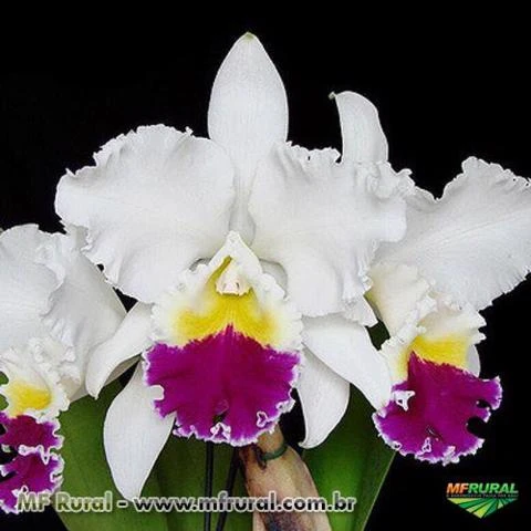 Muda de Orquídea Lc Mikkie Nagata x Lc Persepolis Splendor 8220-1