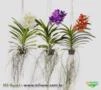 Vaso para orquídeas nº 10 Cesta Vazado Preto 5,5cm x 9,5cm