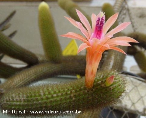 Cactos e Suculentas Imagem Cactos e Suculentas