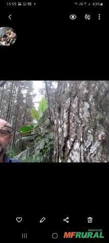 Pinus mato Imagem Pinus mato