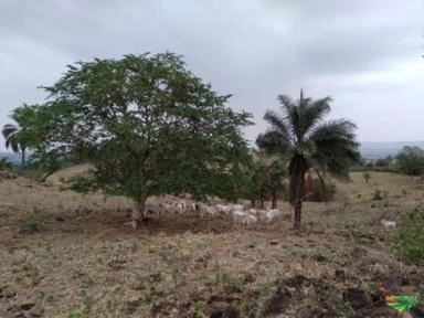 Compro bezerros em desmama e búfalos Imagem Compro bezerros em desmama e búfalos