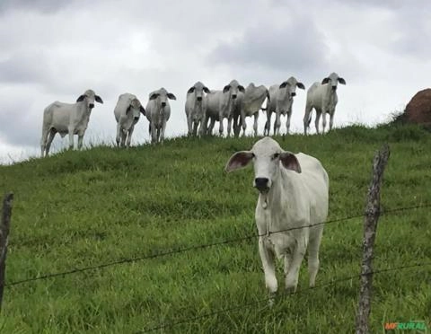 NOVILHOTAS TABAPUÃ PC REGISTRADAS Imagem NOVILHOTAS TABAPUÃ PC REGISTRADAS