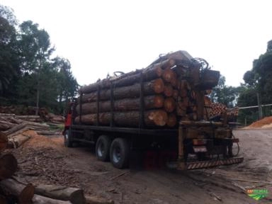 Compro toras arvores floresta de Pinus e eucalipto Imagem Compro toras arvores floresta de Pinus e eucalipto