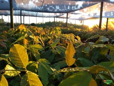 Mudas de Mogno Africano Imagem Mudas de Mogno Africano