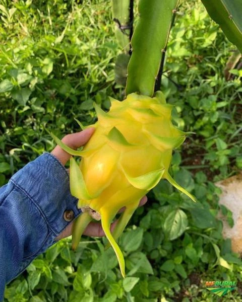 Imagem Pitaya do Morro Frutas in natura e Liofilizada Imagem Pitaya do Morro Frutas in natura e Liofilizada