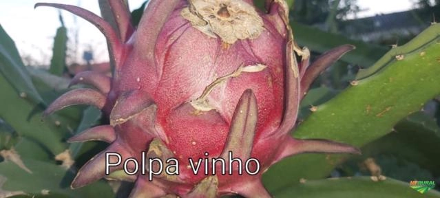 Imagem Pitaya do Morro Frutas in natura e Liofilizada Imagem Pitaya do Morro Frutas in natura e Liofilizada