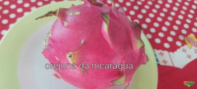 Imagem Pitaya do Morro Frutas in natura e Liofilizada Imagem Pitaya do Morro Frutas in natura e Liofilizada