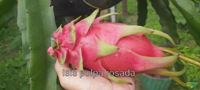 Pitaya do Morro Frutas in natura e Liofilizada