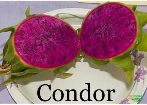 Imagem Pitaya do Morro Frutas in natura e Liofilizada Imagem Pitaya do Morro Frutas in natura e Liofilizada