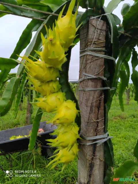 Pitaya do Morro Frutas in natura e Liofilizada