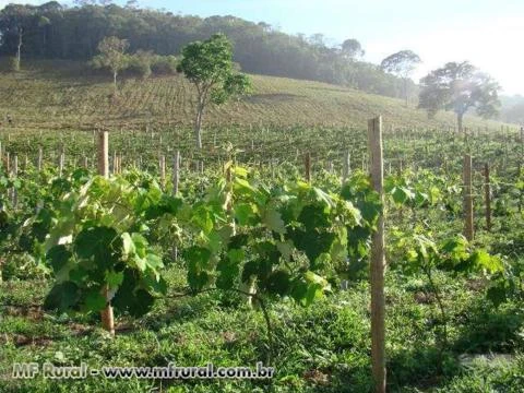 FAZENDA 70 ha