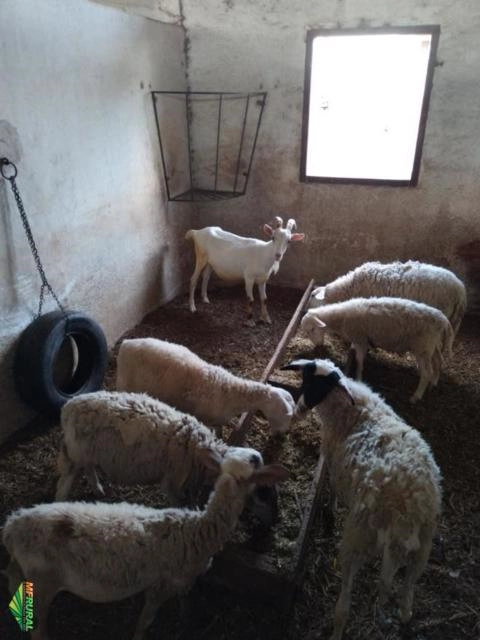 Compra de Ovinos e Caprinos Imagem Compra de Ovinos e Caprinos