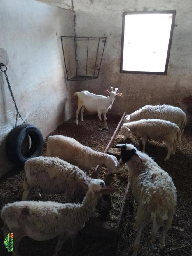 Compra de Ovinos e Caprinos Imagem Compra de Ovinos e Caprinos