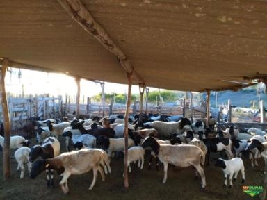 Imagem Compra de Ovinos e Caprinos Imagem Compra de Ovinos e Caprinos