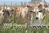 Semente de MILHETO BRS 1501 Imagem Semente de MILHETO BRS 1501