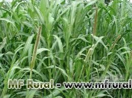 Imagem Semente de MILHETO BRS 1501 Imagem Semente de MILHETO BRS 1501