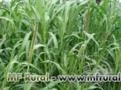 Semente de MILHETO BRS 1501 Imagem Semente de MILHETO BRS 1501