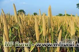 Imagem Semente de MILHETO BRS 1501 Imagem Semente de MILHETO BRS 1501
