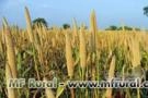 Semente de MILHETO BRS 1501 Imagem Semente de MILHETO BRS 1501