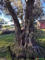 Oliveiras Centenárias para Paisagismo – Árvores Adultas e Ornamentais Imagem Oliveiras Centenárias para Paisagismo – Árvores Adultas e Ornamentais