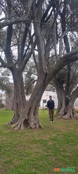 Oliveiras Centenárias para Paisagismo – Árvores Adultas e Ornamentais Imagem Oliveiras Centenárias para Paisagismo – Árvores Adultas e Ornamentais
