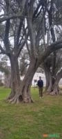 Oliveiras Centenárias para Paisagismo – Árvores Adultas e Ornamentais Imagem Oliveiras Centenárias para Paisagismo – Árvores Adultas e Ornamentais