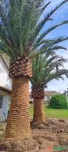 Palmeira Phoenix canariensis