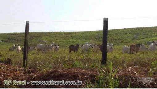 Fazenda Financiada - Breu Branco - Estado do Pará