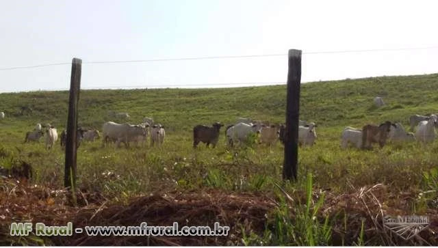 Fazenda Financiada - Breu Branco - Estado do Pará