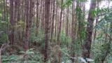 Floresta de Pinus