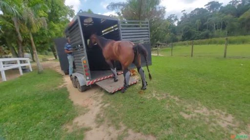 Transporte cavalo fretes