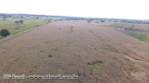 Arrendo área para agricultura no Pará