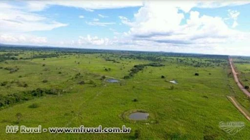 Arrendo área para agricultura no Pará